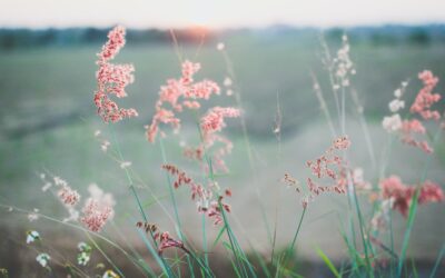 Blog post 2